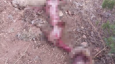 KÜTAHYA'NIN GEDİZ İLÇESİNDE BİR KOYUNUN ATI TARAFINDAN PARÇALANMASI ÇOBANLARI TEDİRGİN