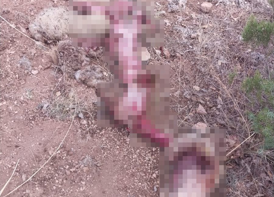 KÜTAHYA'NIN GEDİZ İLÇESİNDE BİR KOYUNUN ATI TARAFINDAN PARÇALANMASI ÇOBANLARI TEDİRGİN
