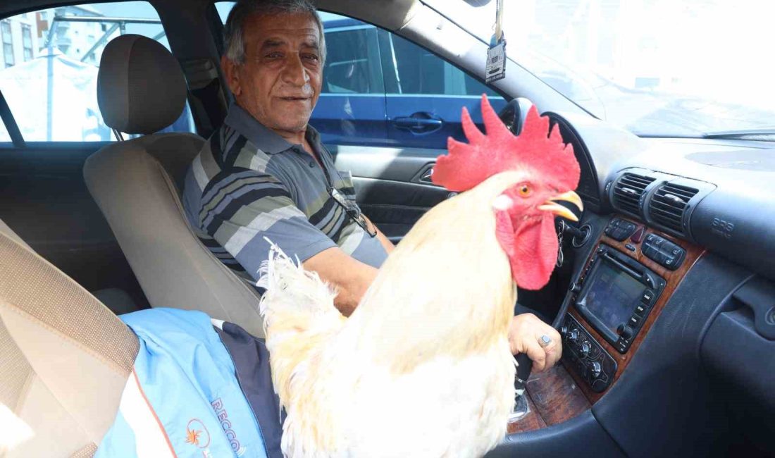 HATAY’IN ANTAKYA İLÇESİNDE 19 ÖNCE YAVRU HOROZU ALAN FEVZİ MERSİN,