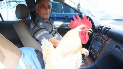 HATAY’IN ANTAKYA İLÇESİNDE 19 ÖNCE YAVRU HOROZU ALAN FEVZİ MERSİN,