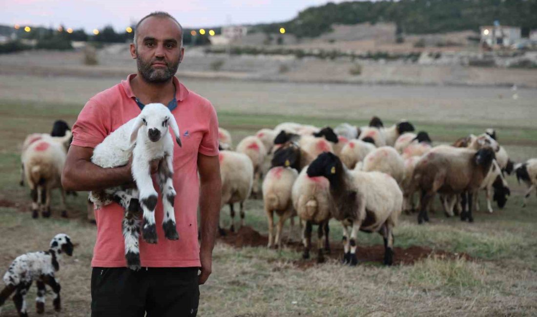 YAZ AYLARINDA HAYVANLARIN OTLANDIĞI VE KIŞINDA YAĞIŞLARLA BİRLİKTE GÖLE DÖNEN