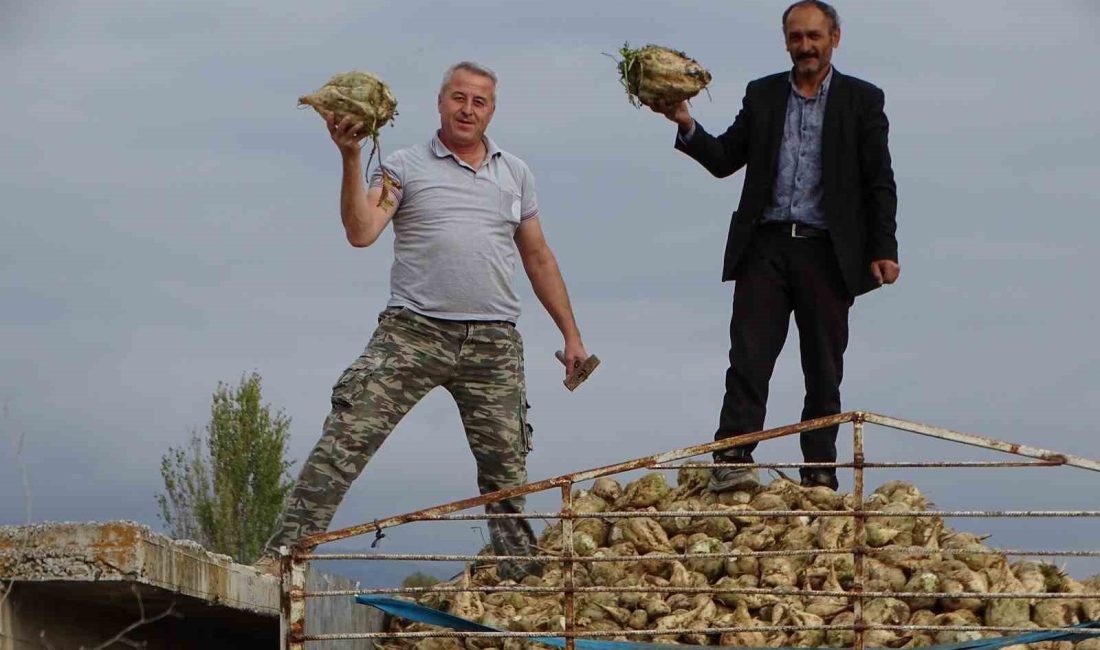 KÜTAHYA'NIN HİSARCIK İLÇESİNDE GEÇEN YIL BİN 250 TON OLAN ŞEKER