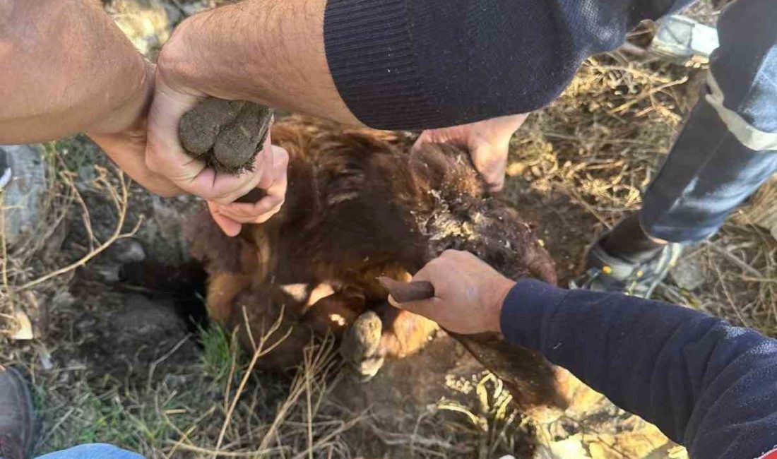 IĞDIR'DA KUYUYA DÜŞEN KOYUN KURTARILDI