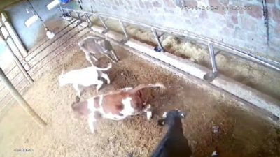 SİVAS’TA MEYDANA GELEN 4.7 BÜYÜKLÜĞÜNDEKİ DEPREM ESNASINDA AHIRDA BULUNAN İNEKLERİN