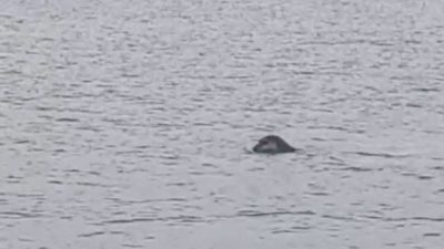 HATAY’DA NESLİ TÜKENME TEHLİKESİ ALTINDAKİ AKDENİZ FOKU, İSKENDERUN KÖRFEZİ'NDE VATANDAŞ