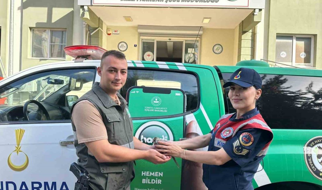 AYDIN'IN İNCİRLİOVA İLÇESİNDE JANDARMA EKİPLERİ TARAFINDAN BULUNAN KUMRU TEDAVİ ALTINA