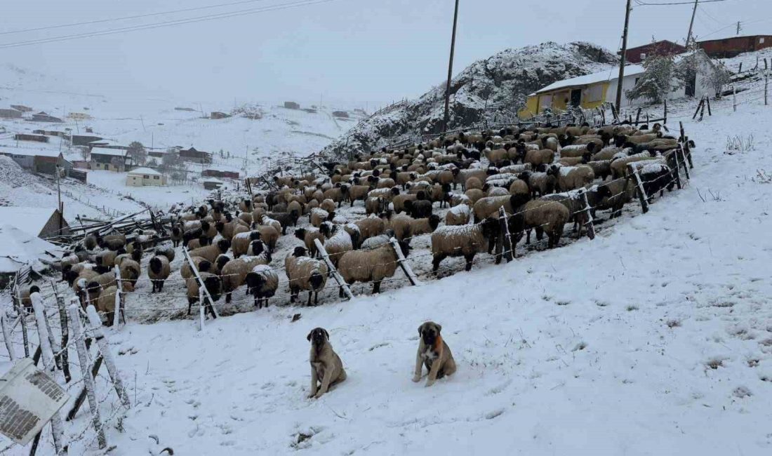 DOĞU KARADENİZ BÖLGESİ’NDE YAYLACILIK KÜLTÜRÜNÜN YAŞATILDIĞI EN BÜYÜK YAYLALARDAN BİRİ