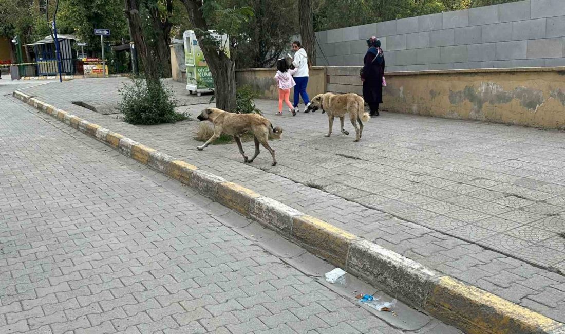 KAĞIZMAN İLÇE MERKEZİNDE SAYILARI OLDUKÇA FAZLA OLAN SOKAK KÖPEKLERİ TEHLİKE