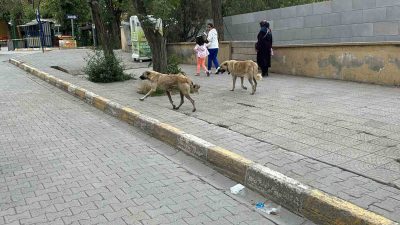KAĞIZMAN İLÇE MERKEZİNDE SAYILARI OLDUKÇA FAZLA OLAN SOKAK KÖPEKLERİ TEHLİKE