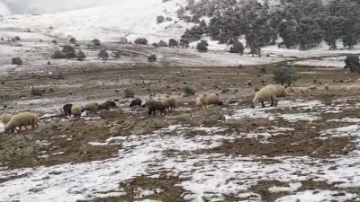 TOKAT'TA KAR YAĞIŞINA YAYLADA YAKALANAN ÇOBAN SERHAN ÇAKMAK, KOYUNLARINA TÜRKÜ