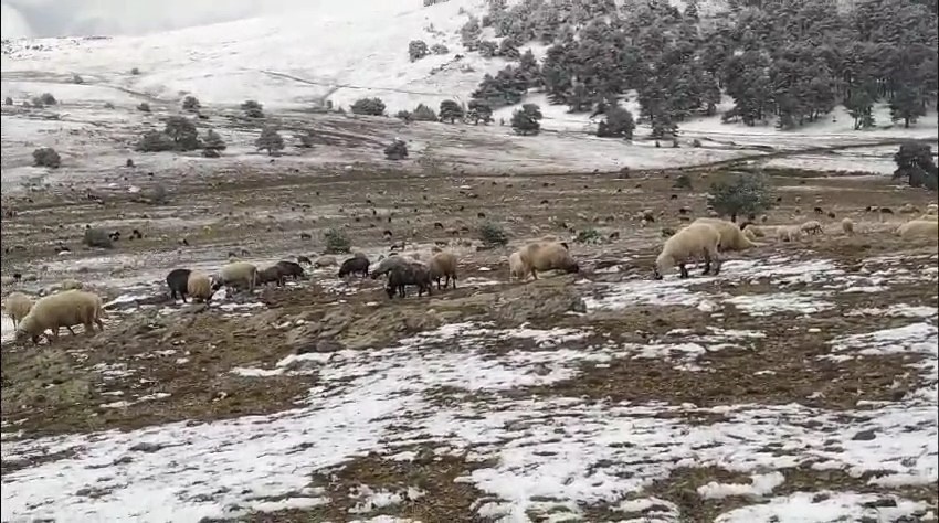 TOKAT'TA KAR YAĞIŞINA YAYLADA YAKALANAN ÇOBAN SERHAN ÇAKMAK, KOYUNLARINA TÜRKÜ