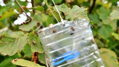 KARADENİZ BÖLGESİNDE TARIM ÜRÜNLERİNE BÜYÜK ZARAR VEREN KAHVERENGİ KOKARCAYLA MÜCADELEDE