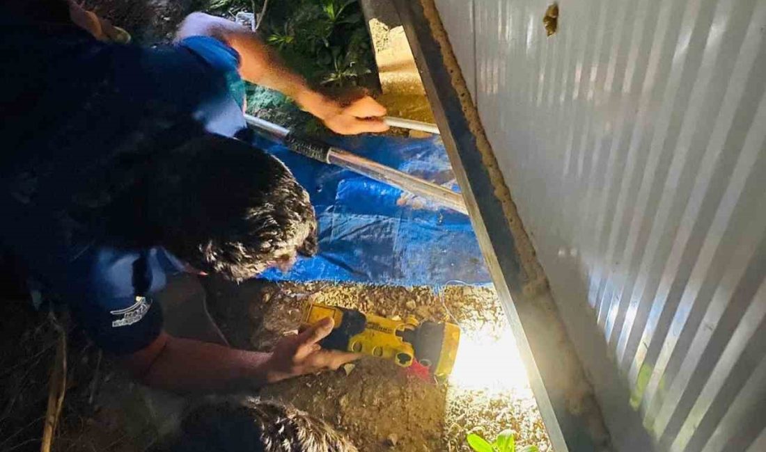 HATAY’DA KONTEYNERİN ALTINDA SIKIŞAN 4 YAVRU KÖPEK İTFAİYE EKİPLERİ TARAFINDAN
