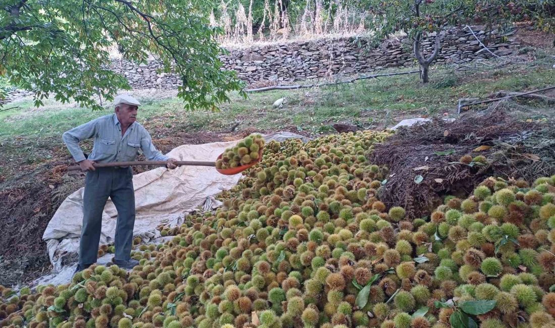 KÖŞK’TE KESTANE HASADI DEVAM EDİYOR