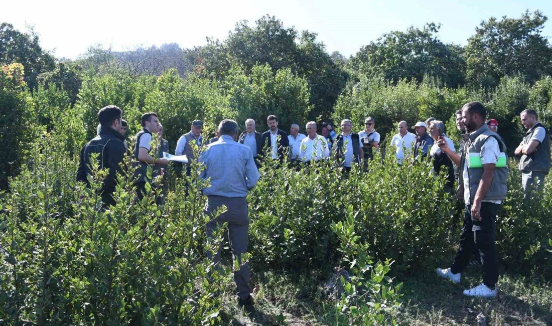 Mudanya’da, Mesudiye kooperatif üyeleri ve köy sakinlerine "Mesudiye Defne Alanı