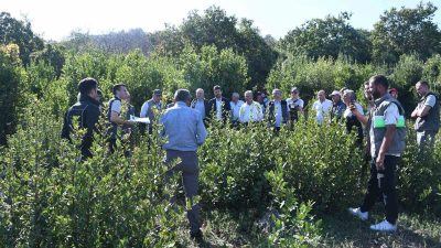 MUDANYA’DA, MESUDİYE KOOPERATİF ÜYELERİ VE KÖY SAKİNLERİNE "MESUDİYE DEFNE ALANI