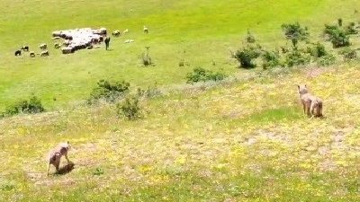 KURTLAR SÜRÜYE DRONELİ ÇOBAN KURTLARA PUSU ATTI