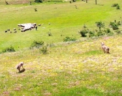 KURTLAR SÜRÜYE DRONELİ ÇOBAN KURTLARA PUSU ATTI
