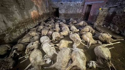 SİVAS’TA BİR KÖYDE BESİCİLİK YAPAN SELİM KILIÇOĞLU, KURT SALDIRISI SONUCU