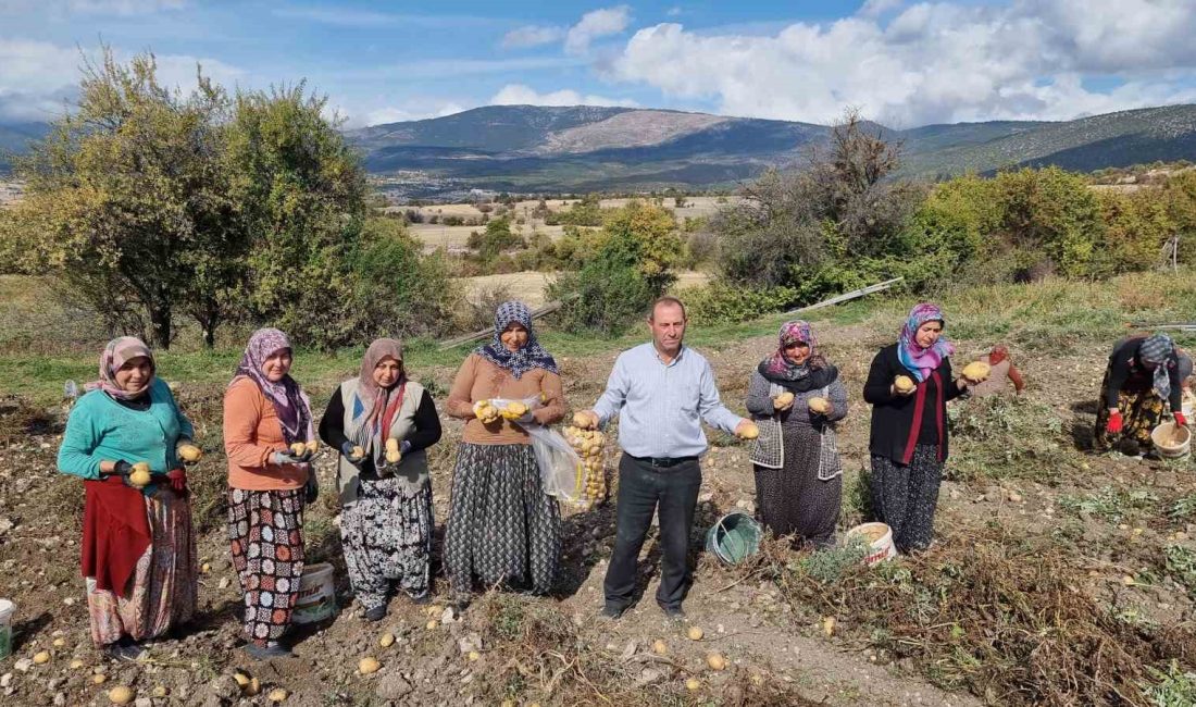 KÜTAHYA'NIN DOMANİÇ İLÇESİ MURATLI KÖYÜNDE ÇİFTÇİLER, ARPA VE BUĞDAY YERİNE