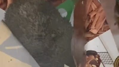 ELAZIĞ'DA YOLA BIRAKILAN KUTUDAKİ PASTAYI AFİYETLE YİYEN KİRPİ CEP TELEFONLARINCA