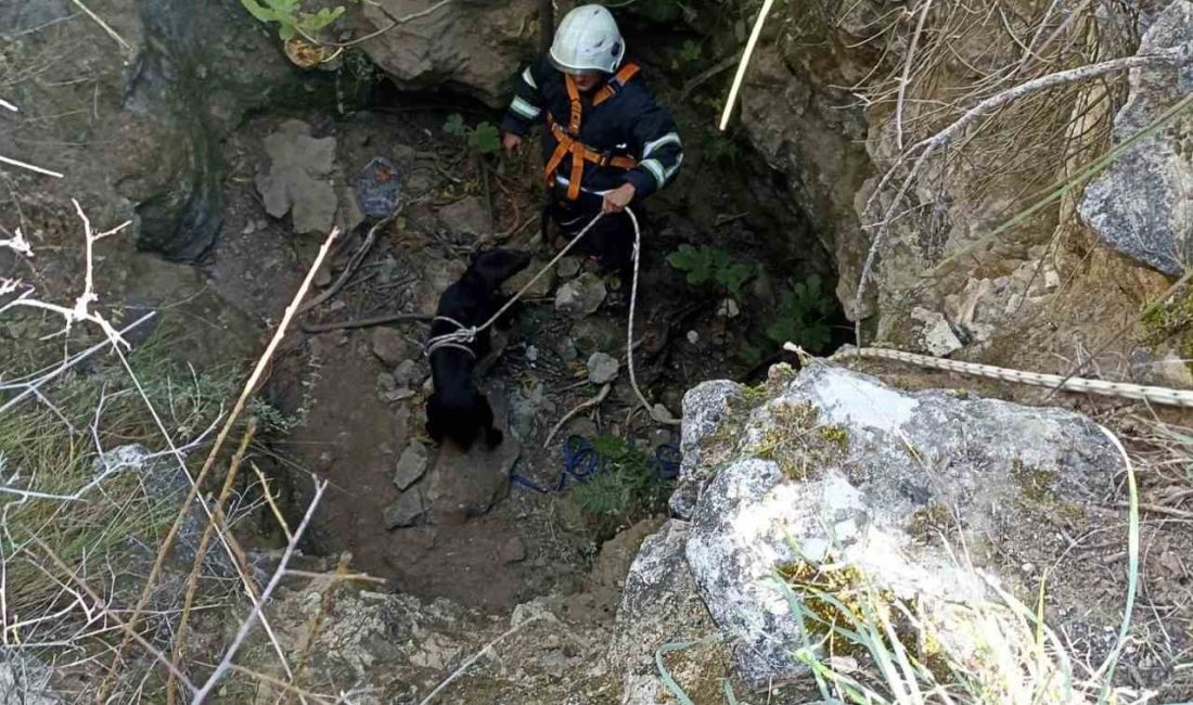 HATAY’DA KUYUYA DÜŞEN KÖPEK, İTFAİYE EKİPLERİ TARAFINDAN KURTARILDI.
