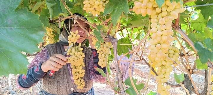 MANİSA'NIN DÜNYACA ÜNLÜ SULTANİ ÇEKİRDEKSİZ ÜZÜMÜNÜN YETİŞTİRİLDİĞİNİ SARIGÖL'DE ÜZÜMLER BAĞLARDA