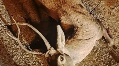 MANİSA’NIN SARIGÖL İLÇESİNDE OTOMOBİLİN ÇARPTIĞI GEYİK TELEF OLDU.