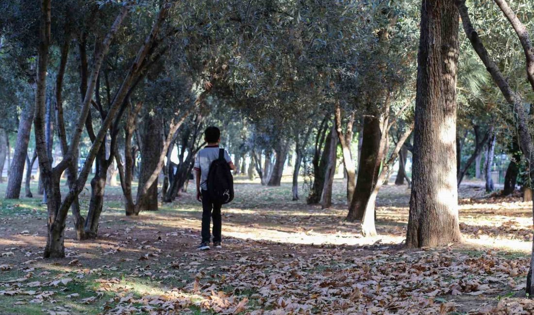 MANİSA'NIN BİRBİRİNDEN GÜZEL PARKLARINDAKİ ÇINAR AĞAÇLARININ SONBAHARLA BİRLİKTE YAPRAKLARINI DÖKMESİ