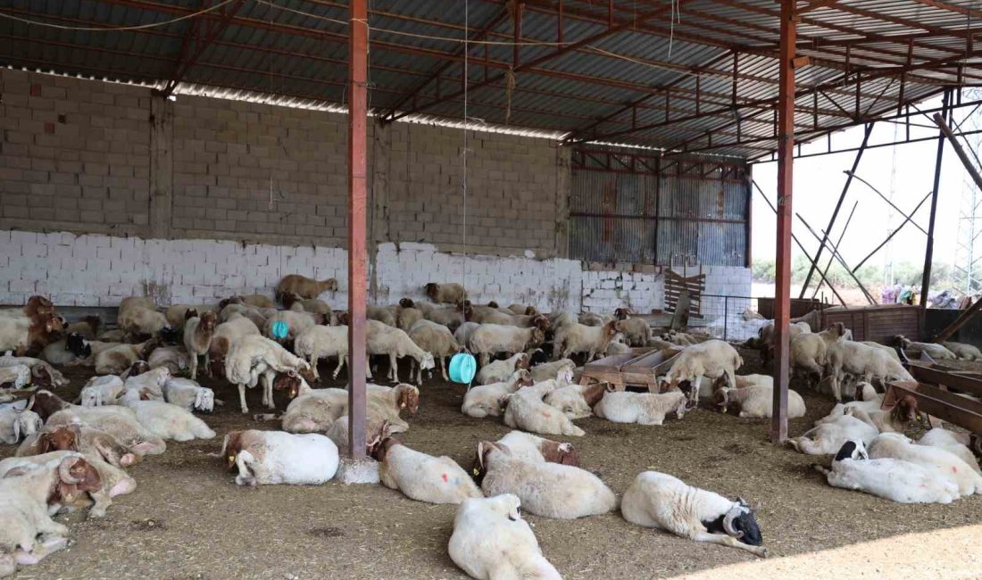 ADANA'NIN İMAMOĞLU İLÇESİNDE HAYVANLARDA 'MAVİ DİL' HASTALIĞININ GÖRÜLDÜĞÜ MAHALLE KARANTİNA