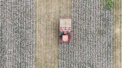 MENEMEN BELEDİYESİ ULUKENT ANAOKULU'NUN MİNİK ÖĞRENCİLERİ, OVAYI BEYAZA BOYAYAN PAMUK