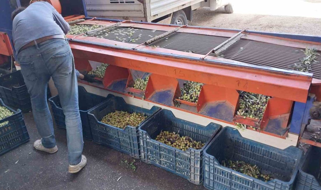 MUT İLÇESİNDE BİN 300 YILLIK ZEYTİN AĞACININ BULUNDUĞU VE TÜRKİYE’NİN