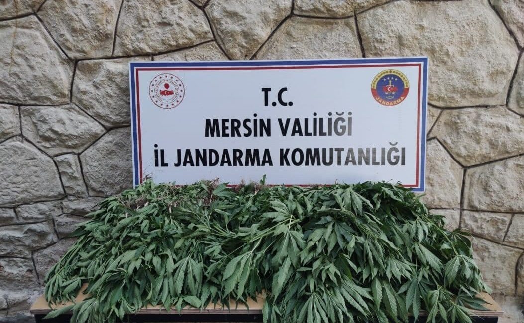 MERSİN'DE JANDARMA EKİPLERİNİN DÜZENLEDİĞİ OPERASYONDA ARALARINDA DAMLAMA SULAMA SİSTEMLİ HİNT