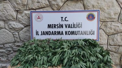 MERSİN'DE JANDARMA EKİPLERİNİN DÜZENLEDİĞİ OPERASYONDA ARALARINDA DAMLAMA SULAMA SİSTEMLİ HİNT