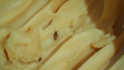 HATAY’DA ZABITA EKİPLERİNİN YAPTIĞI DENETİMLERDE HİJYEN KURALLARINA UYMAYAN 1 İŞLETMEYE