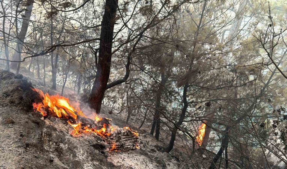 MUĞLA GÖKOVA KÖRFEZİ’NDE ORMAN YANGINI