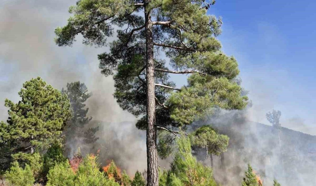 MUĞLA’NIN KÖYCEĞİZ İLÇESİNDE ORMAN YANGINI