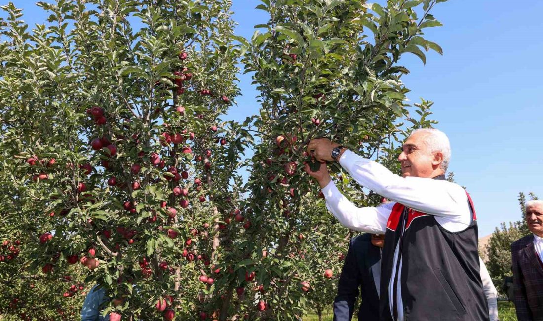MUŞ TARIM VE ORMAN MÜDÜRLÜĞÜ TARAFINDAN DÜZENLENEN TÖRENLE BAŞLAYAN ELMA