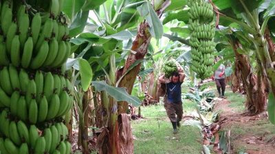 TÜRKİYE'NİN MUZ ÜRETİMİNDE MERKEZİ KONUMUNDA OLAN VE ÜLKE GENELİNDE İHTİYACIN