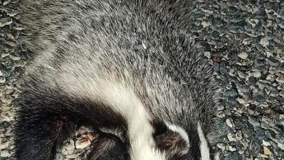 ADIYAMAN’DA, DÜNYA DOĞAYI KORUMA BİRLİĞİ’NİN KIRMIZI LİSTESİNDE KORUMA ALTINDA OLAN