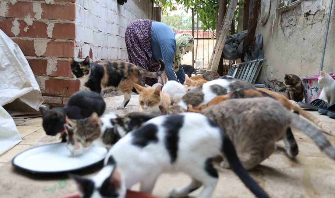 ELAZIĞ'DA 11 YIL ÖNCE BİR ANNE VE 3 YAVRU KEDİYLE
