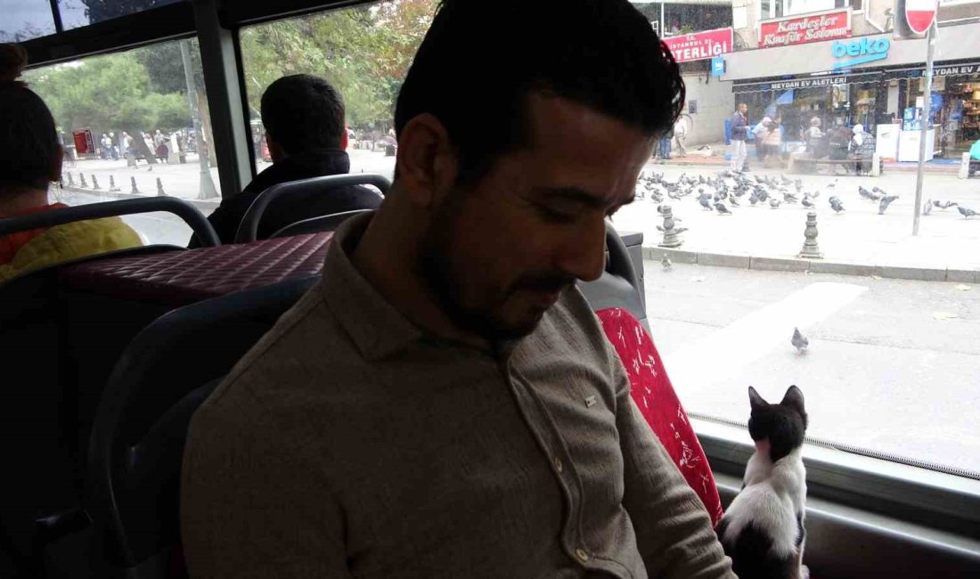 TAKSİM’DE İETT OTOBÜSÜNE BİNEN SEVİMLİ KEDİ, CAMDAN GÜVERCİNLERİ İZLEYEREK YOLCULUK