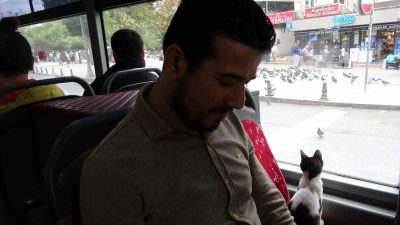 TAKSİM’DE İETT OTOBÜSÜNE BİNEN SEVİMLİ KEDİ, CAMDAN GÜVERCİNLERİ İZLEYEREK YOLCULUK