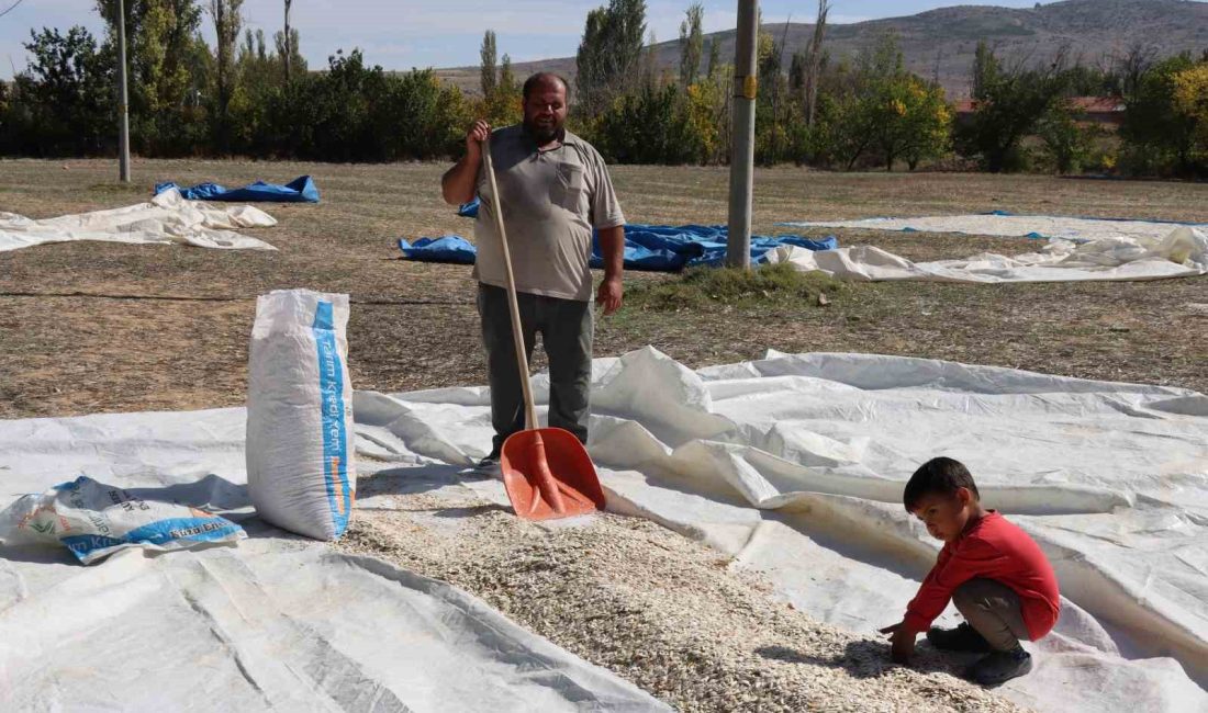 KABAK ÇEKİRDEĞİ ÇİFTÇİNİN YÜZÜNÜ GÜLDÜRMEDİ. ESKİŞEHİR' İN GÜNYÜZÜ İLÇESİNDE ÇİFTÇİLER