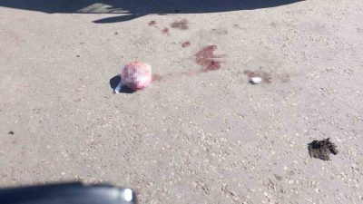 ANTALYA’NIN SERİK İLÇESİNDE OTOMOBİLLE GELİP, ARAÇ İÇERİSİNDEN POMPALI TÜFEKLE ATEŞ