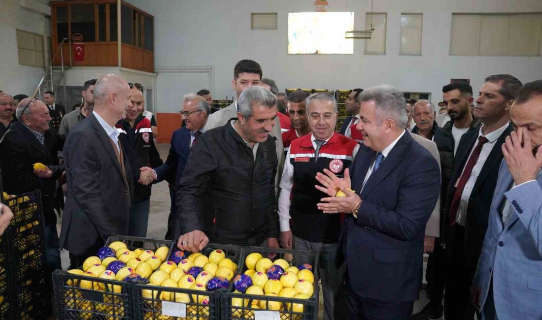 SEFERİHİSAR VE ÇEVRESİNDE YETİŞTİRİLEN ÜNLÜ SATSUMA MANDALİNASININ İLK İHRACATI, İZMİR