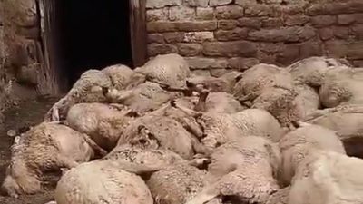 SİVAS MERKEZE BAĞLI GÖZMEN KÖYÜNDE BİR AĞILDA BULUNAN 66 KOYUN