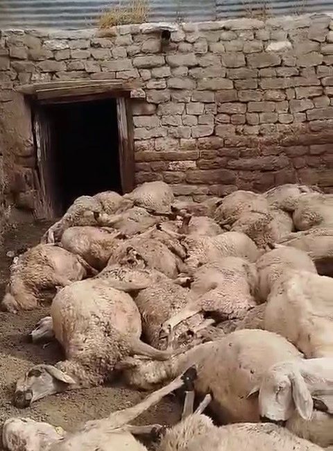 SİVAS MERKEZE BAĞLI GÖZMEN KÖYÜNDE BİR AĞILDA BULUNAN 66 KOYUN