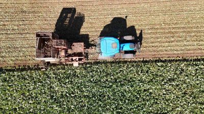 SİVAS, HUBUBATTA REKORDAN REKORA KOŞTU. TARIM SEKTÖRÜ AÇISINDAN VERİMLİ BİR