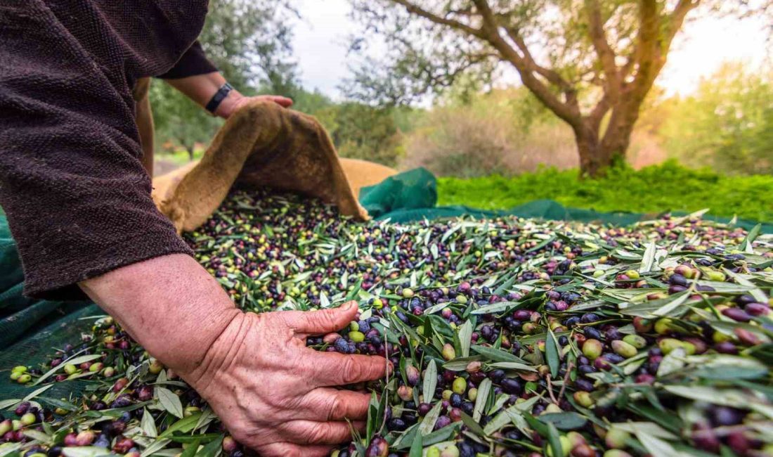 TÜRKİYE'NİN SOFRALIK ZEYTİN İHRACATI 2023/24 SEZONUNDA YÜZDE 14'LÜK ARTIŞLA 184